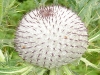 distel-753-detail