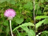 paarse-distel-759-detail-ui