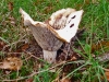 dsc01510a.jpg  