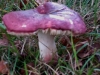 dsc01729a