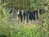 lijn met wasgoed in een tuin